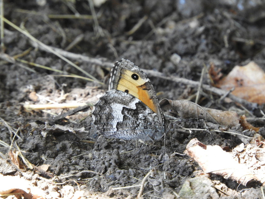 Hipparchia semele - barna szemeslepke