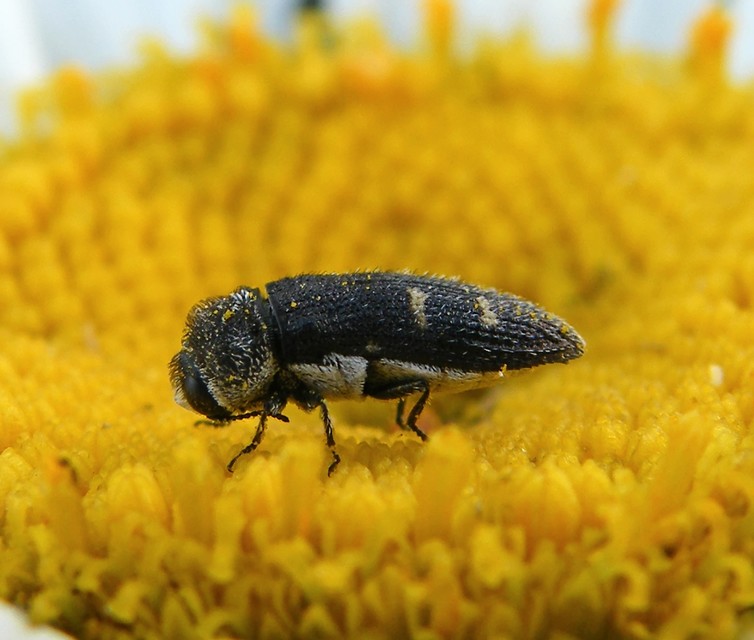 Acmaeoderella flavofasciata - sárgacsíkos zömökdíszbogár