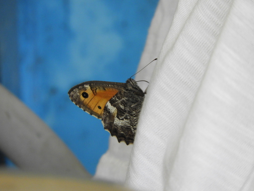 Hipparchia semele - barna szemeslepke