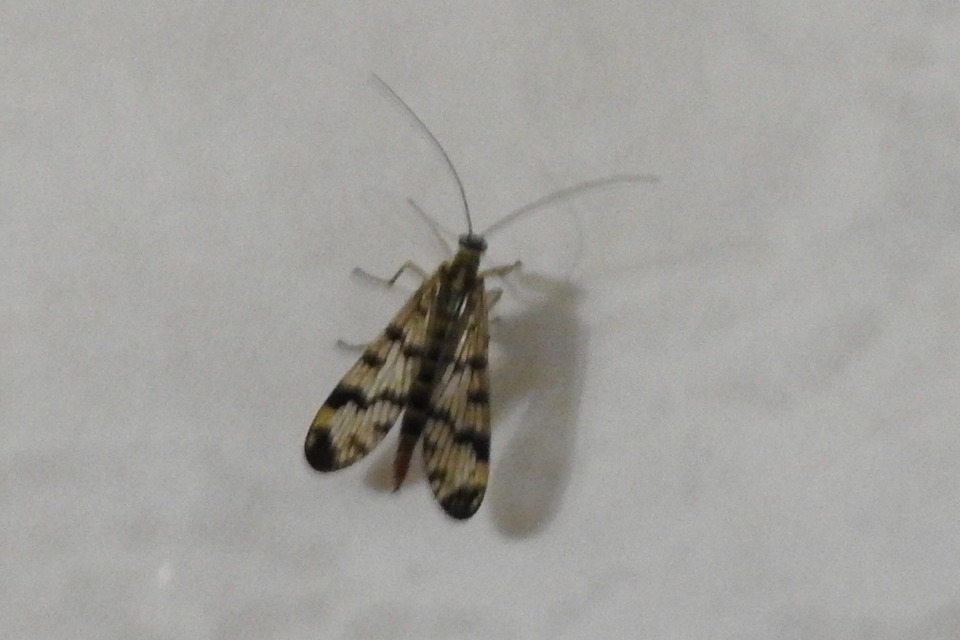 Panorpa communis/vulgaris