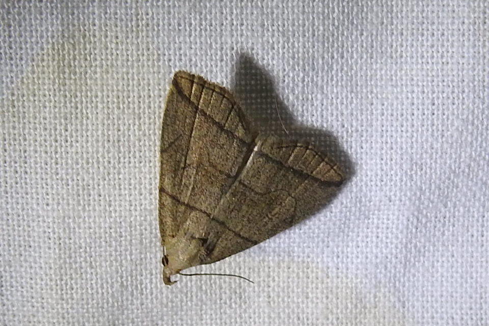 Herminia grisealis - ligeti karcsúbagoly