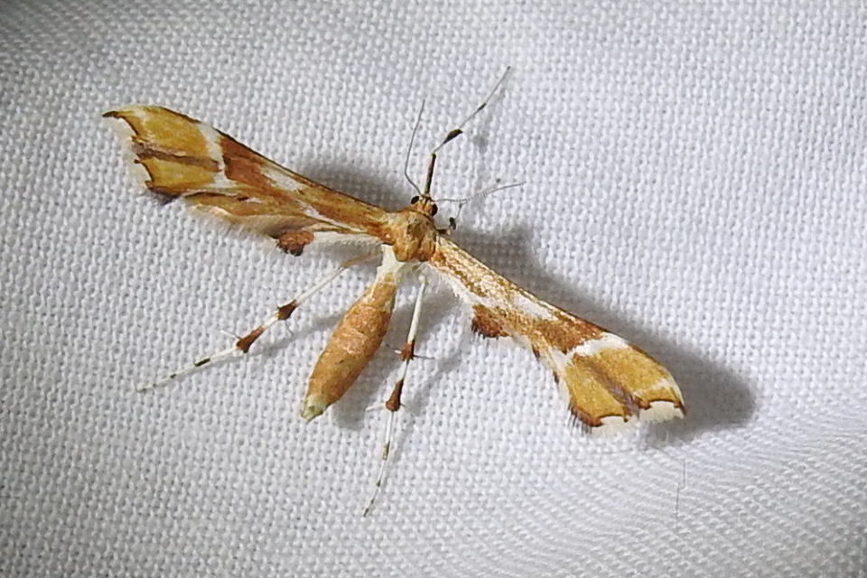 Cnaemidophorus rhododactyla - rózsabogyó-tollasmoly
