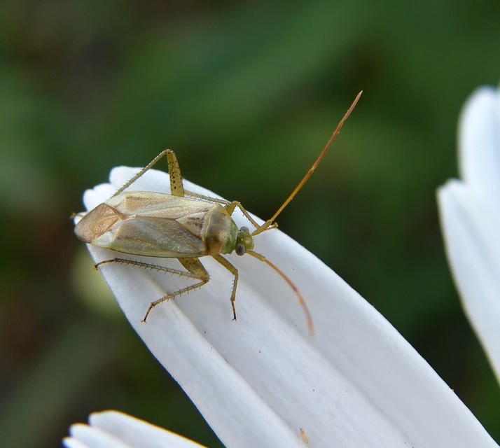 Adelphocoris lineolatus - lucernapoloska