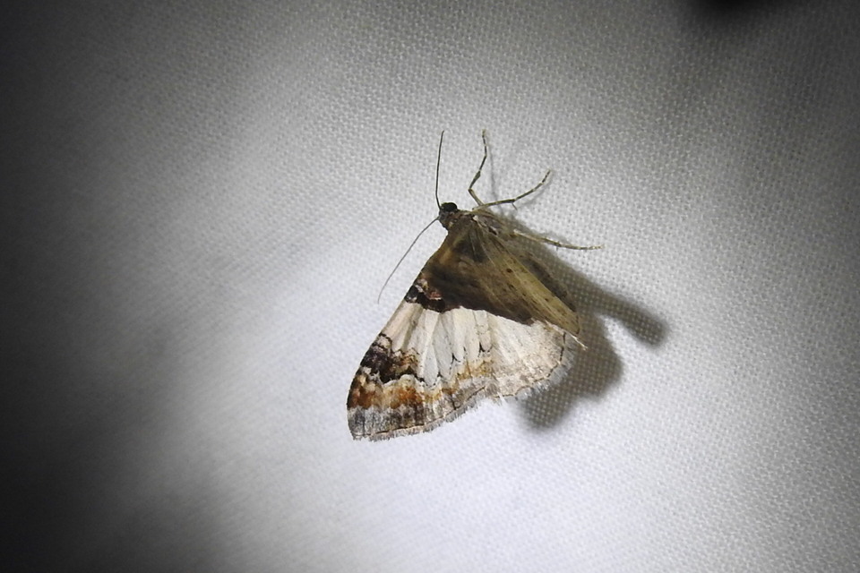 Catarhoe cuculata - csuklyás tarkaaraszoló