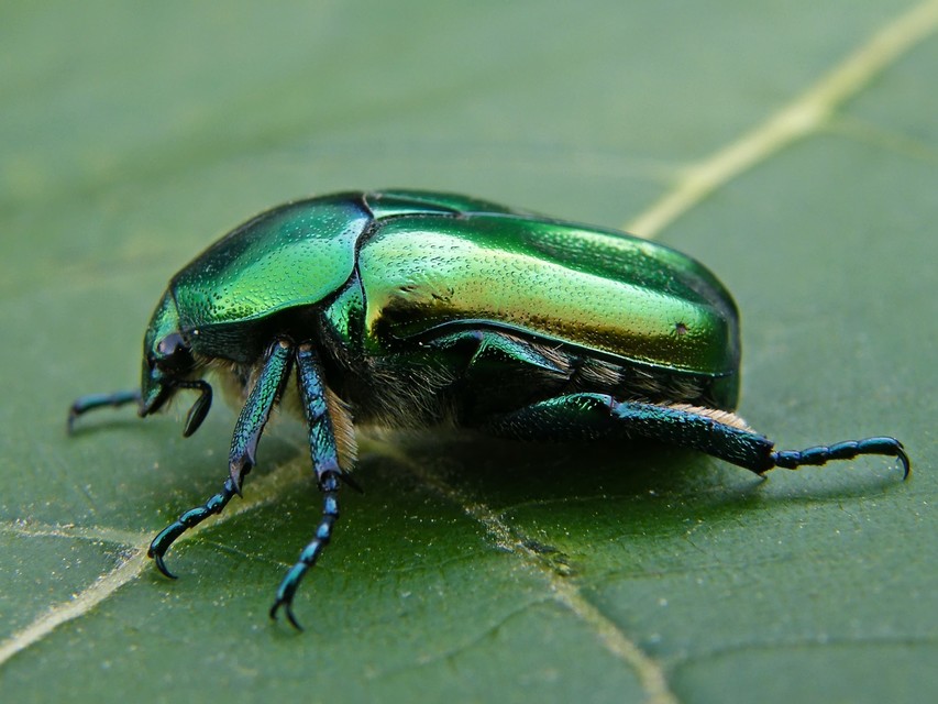 Protaetia affinis - smaragdzöld virágbogár