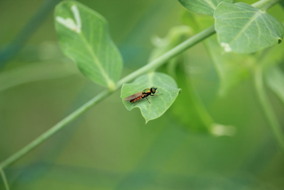 Chloromyia formosa - közönséges fémeslégy