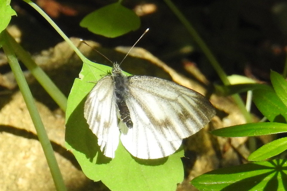 Pieris bryoniae - hegyi fehérlepke