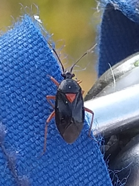 Deraeocoris ventralis