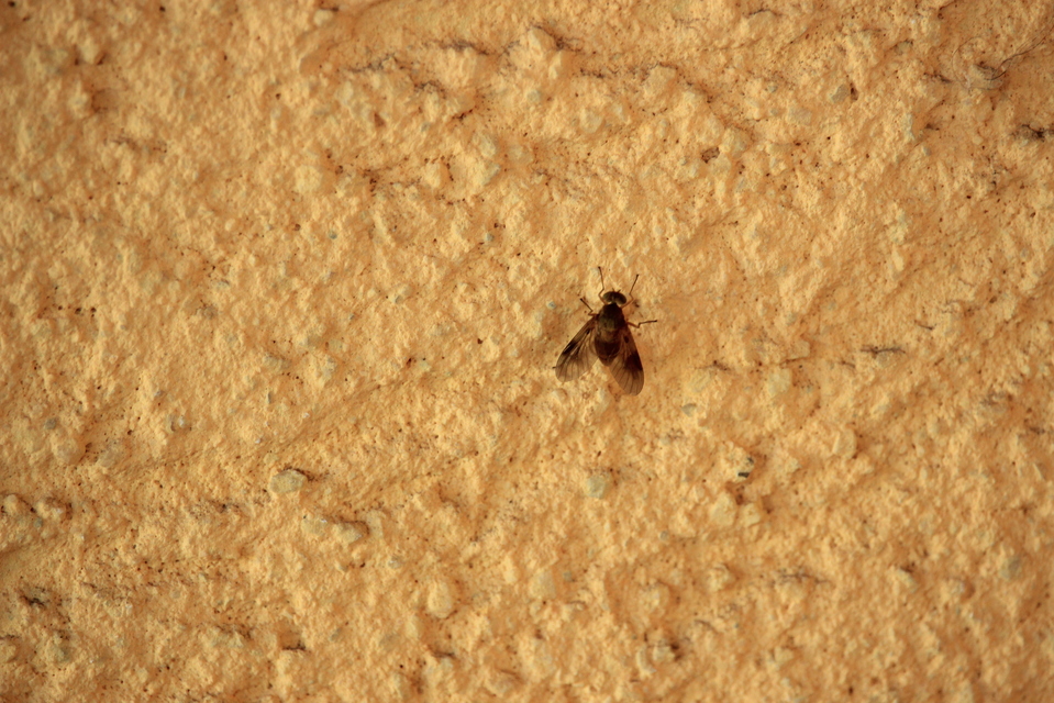 Chrysopilus