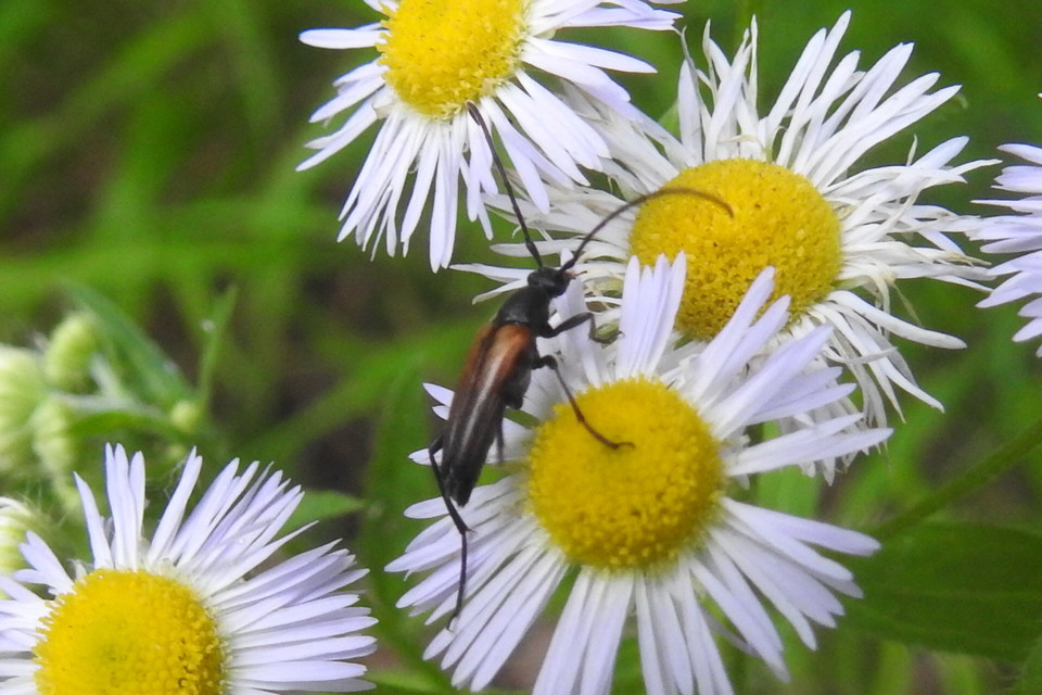 Stenurella melanura - feketevégű karcsúcincér