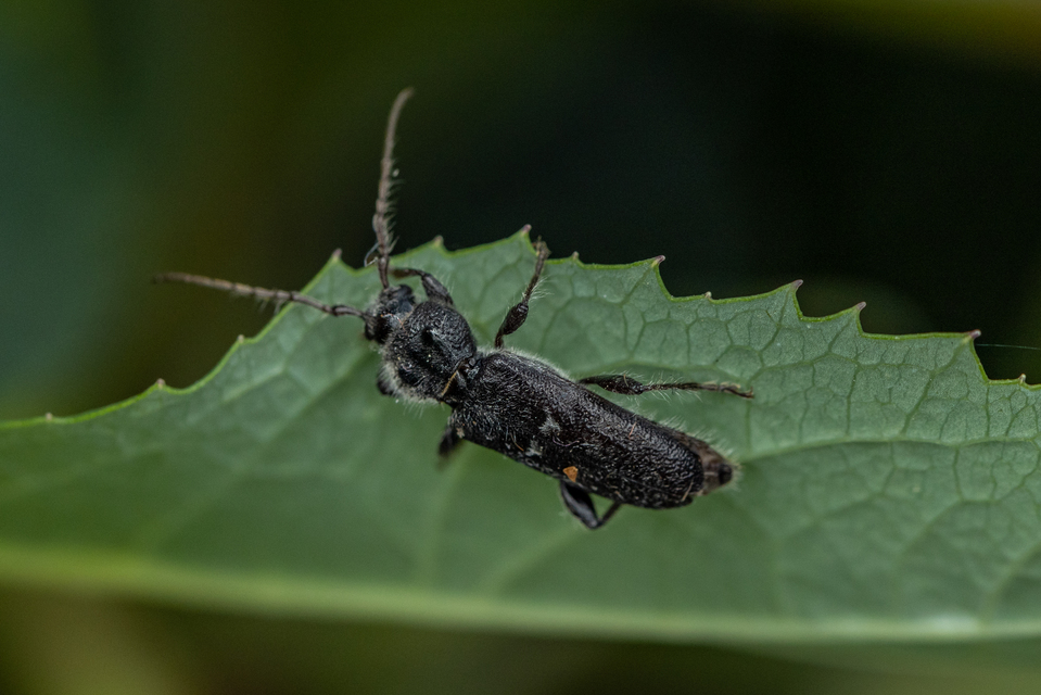 Hylotrupes bajulus - házicincér