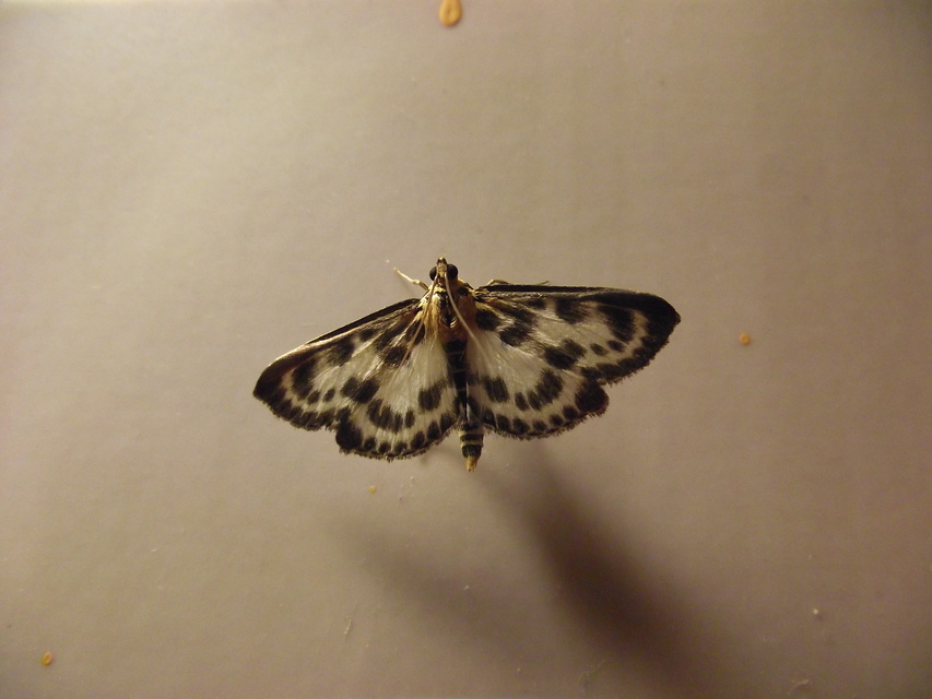 Anania hortulata - tarka csalánmoly