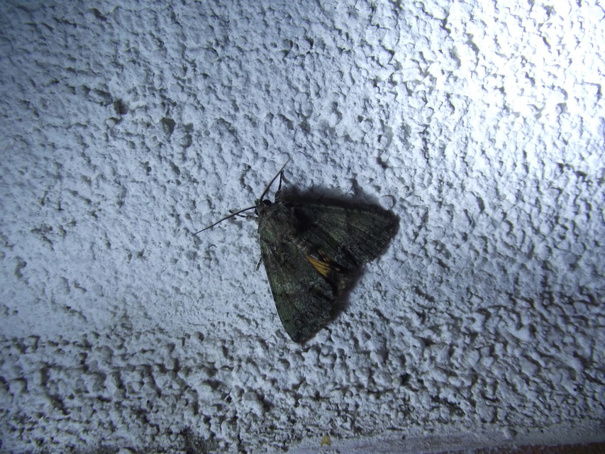 Polyphaenis sericata - selyemfényű erdeibagoly