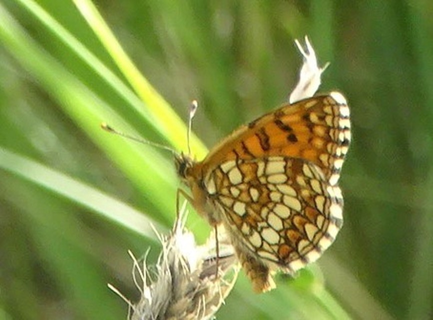 Melitaea britomartis - barnás tarkalepke