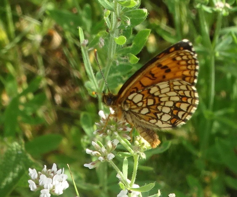 Melitaea britomartis - barnás tarkalepke