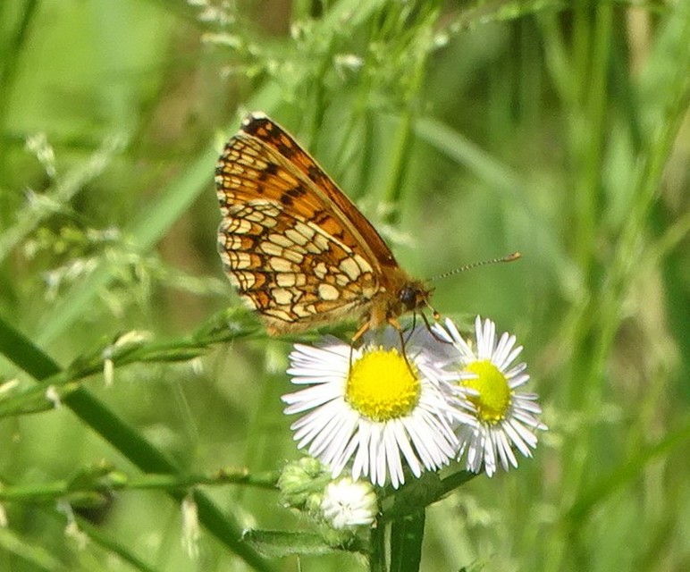 Melitaea britomartis - barnás tarkalepke
