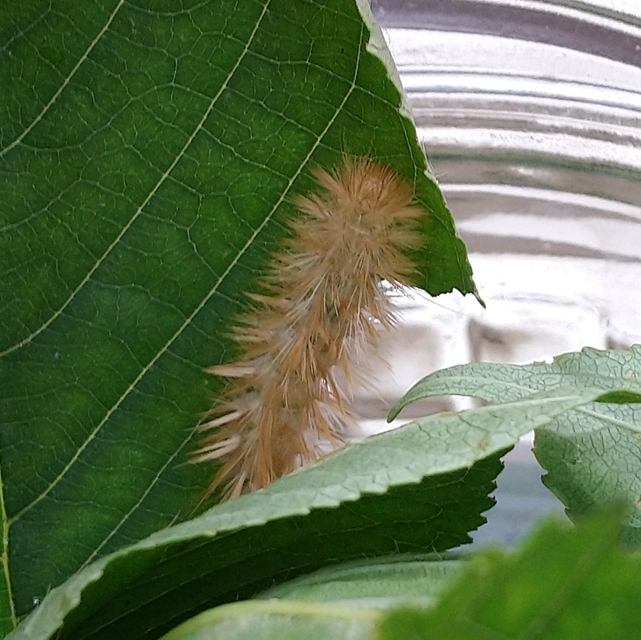Diaphora mendica - felemás medvelepke