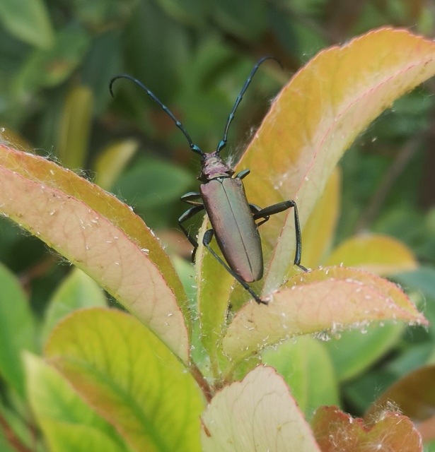Aromia moschata - pézsmacincér