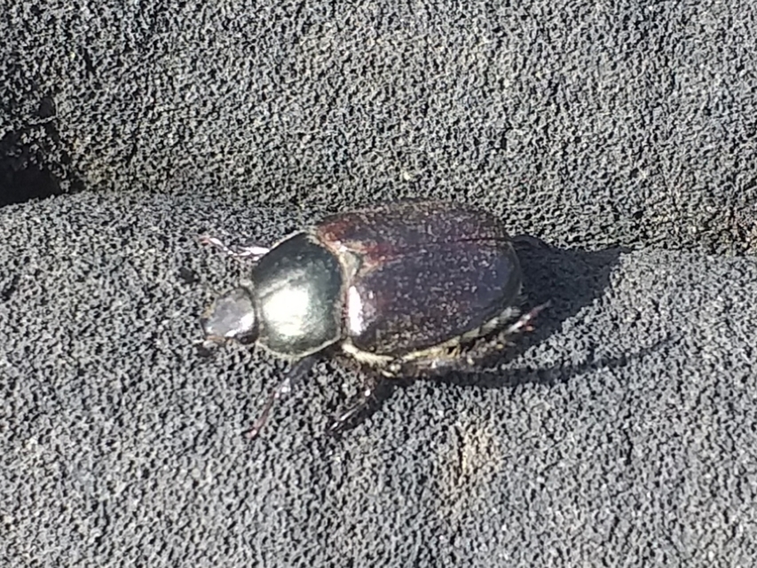 Anisoplia lata - széles szipoly Anisoplia lata - széles szipoly