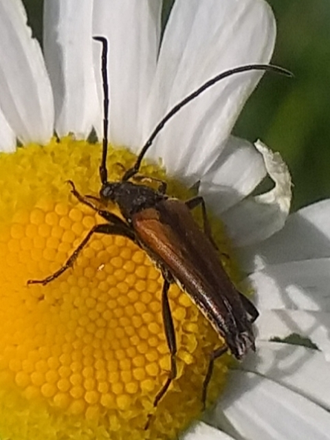 Stenurella melanura - feketevégű karcsúcincér