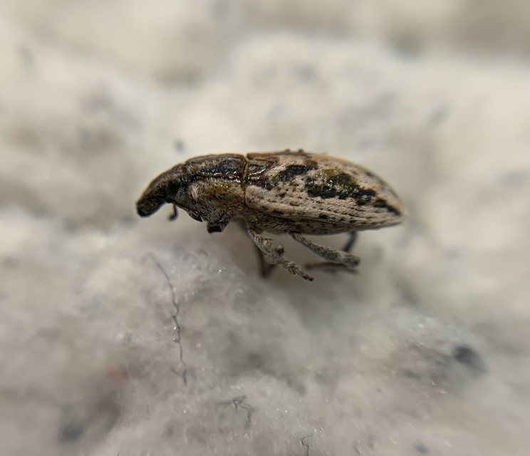 Bothynoderes declivis - libatopbarkó