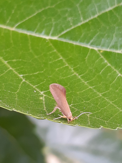 Crassa tinctella/unitella