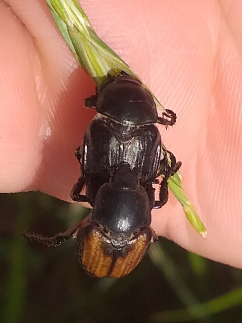 Anisoplia lata - széles szipoly Anisoplia lata - széles szipoly