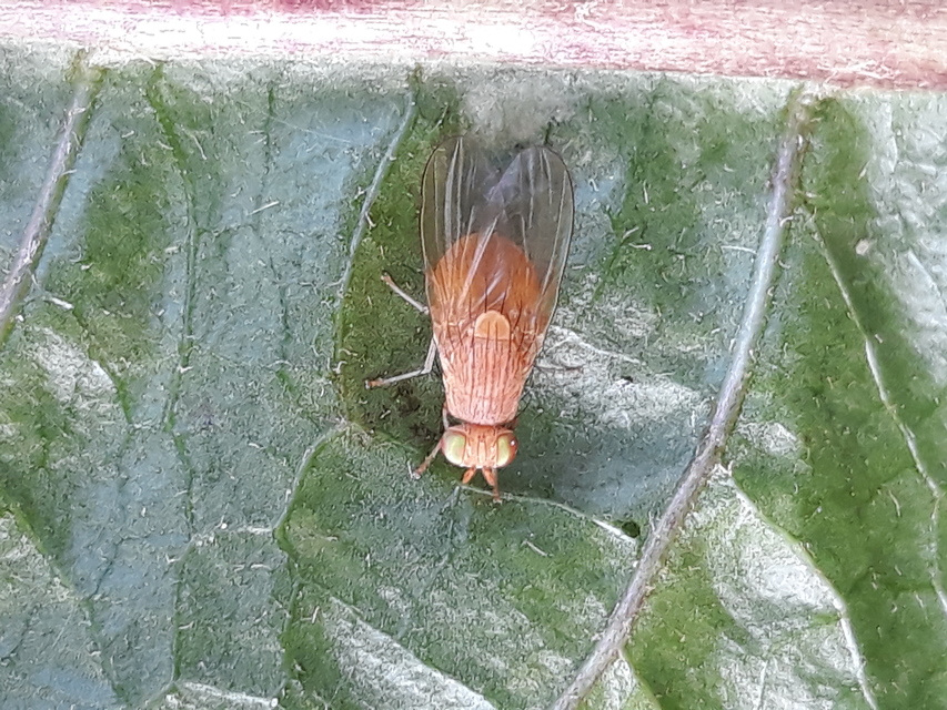 Sapromyzosoma