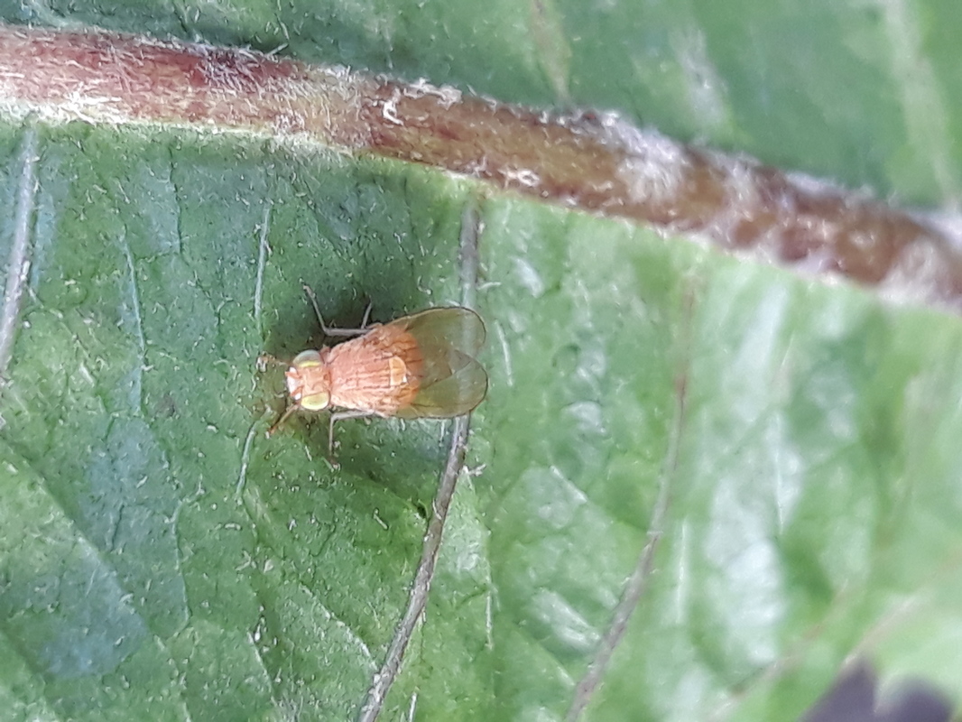 Sapromyzosoma