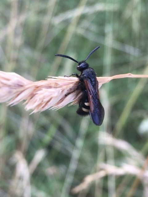 Scolia sexmaculata - négyfoltos tőrösdarázs