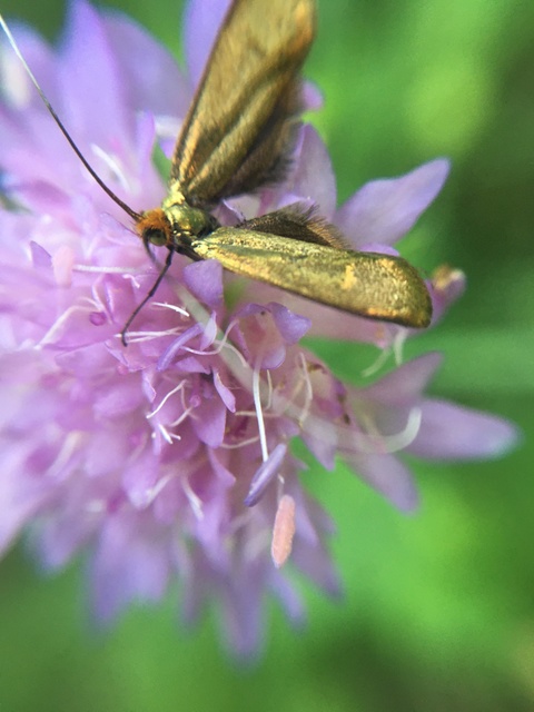Nemophora metallica - fémszínű tőrösmoly