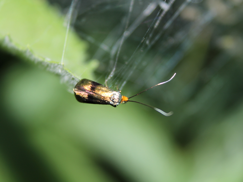 Nemophora fasciella - feketesávú tőrösmoly