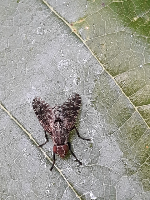 Platystoma