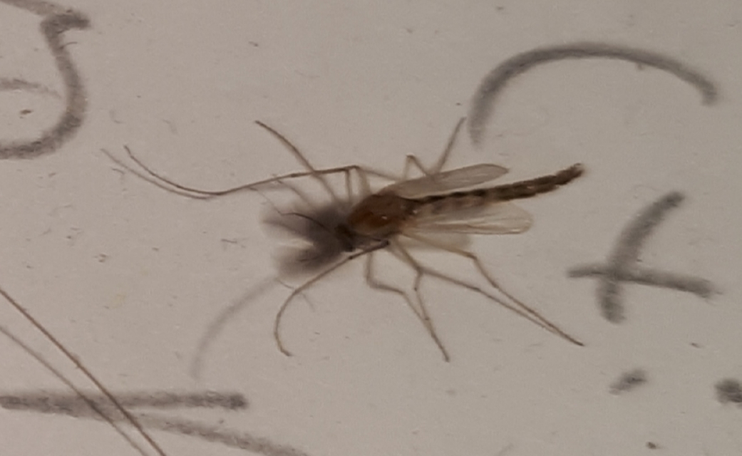 Chironominae