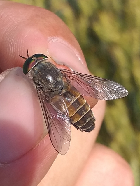 Tabanidae - böglyök