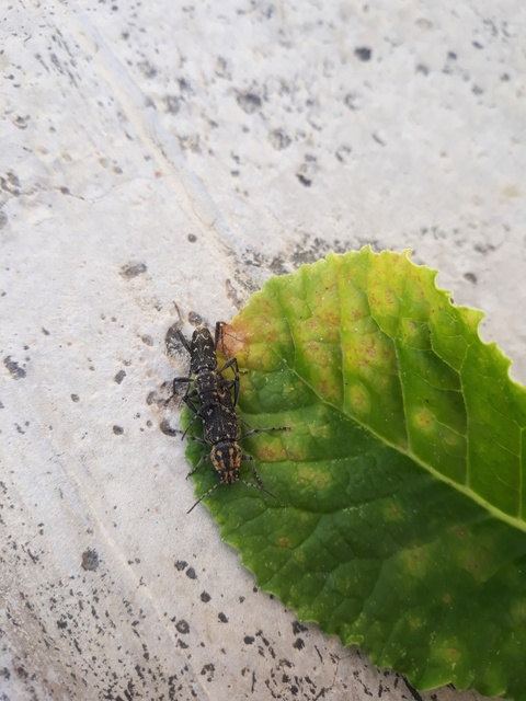 Xylotrechus rusticus - egérszínű darázscincér
