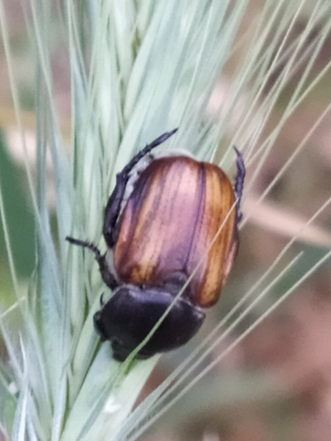 Anisoplia lata - széles szipoly Anisoplia lata - széles szipoly