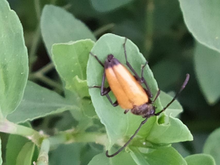 Stictoleptura fulva - vörhenyes virágcincér