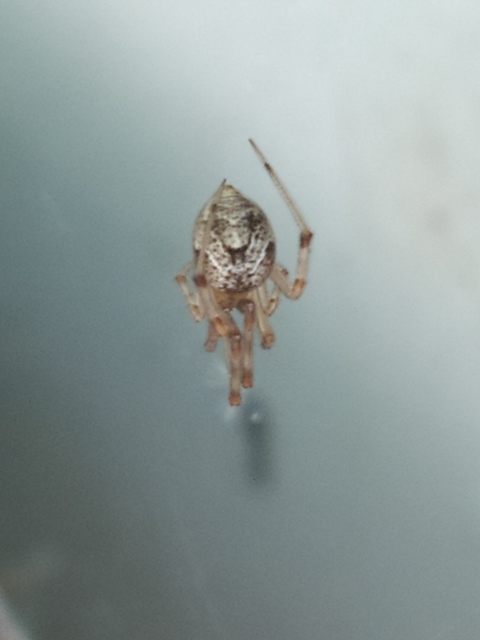 Parasteatoda tepidariorum - üvegházi törpepók