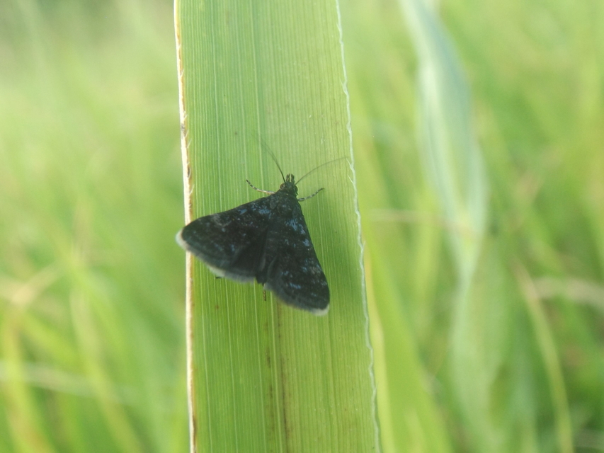 Heliothela wulfeniana - fényes kormosmoly