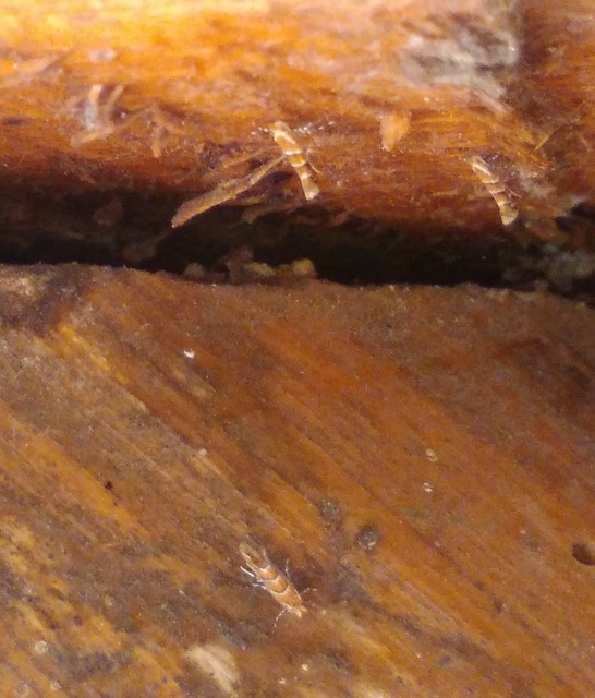 Cameraria ohridella - vadgesztenye-sátorosmoly