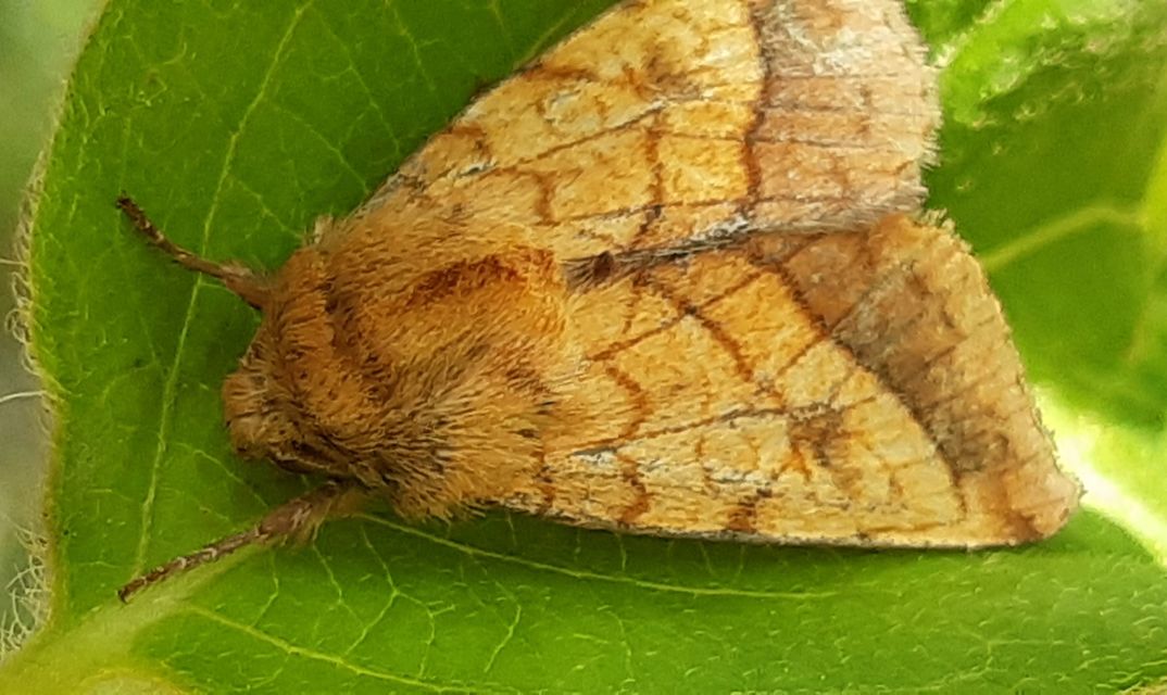 Pyrrhia umbra - iglicebagoly