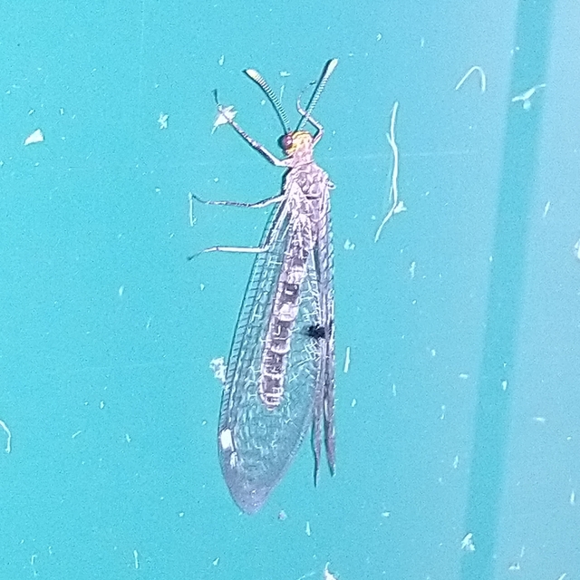 Megistopus flavicornis - kétfoltos hangyaleső