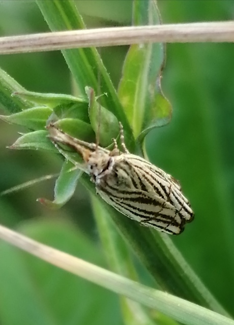Chrysocramboides craterella - rácsos fűgyökérmoly