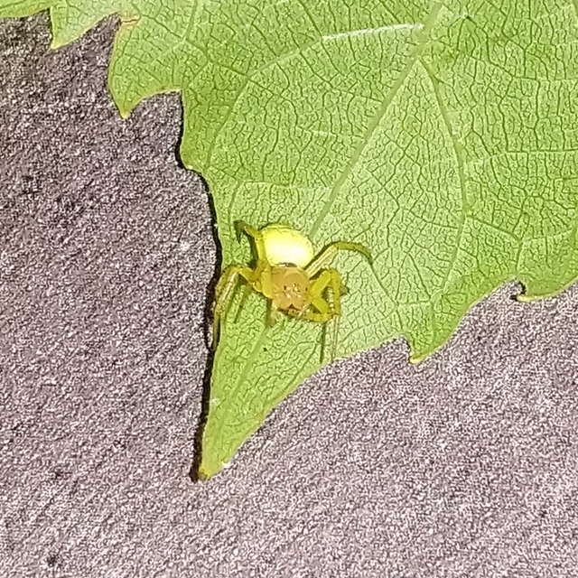 Araniella