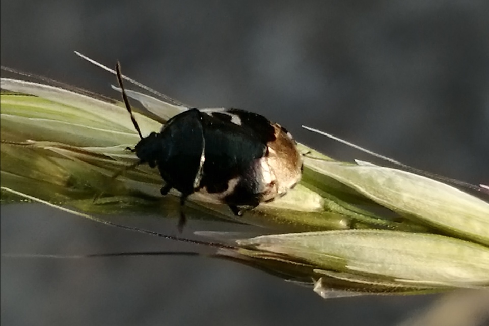 Tritomegas bicolor - foltos földipoloska