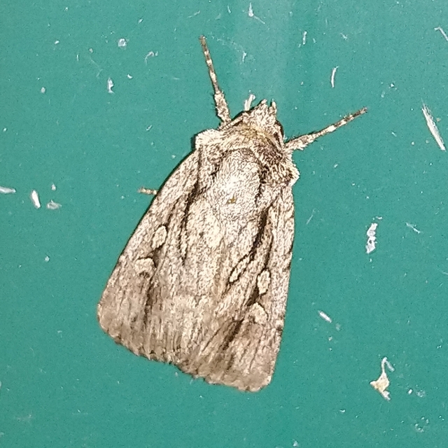 Dichagyris signifera - pompás földibagoly