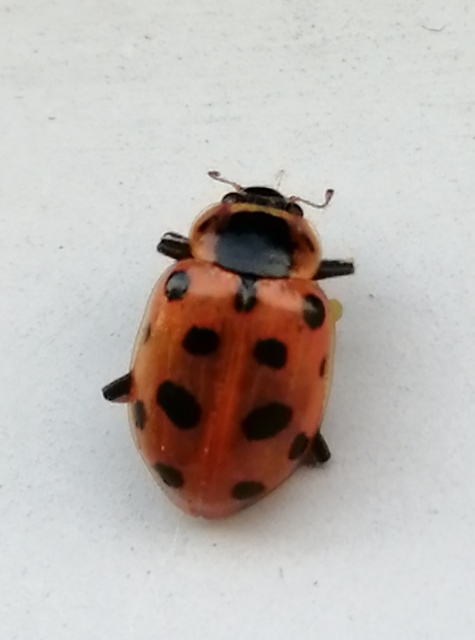 Hippodamia tredecimpunctata - mocsári katica