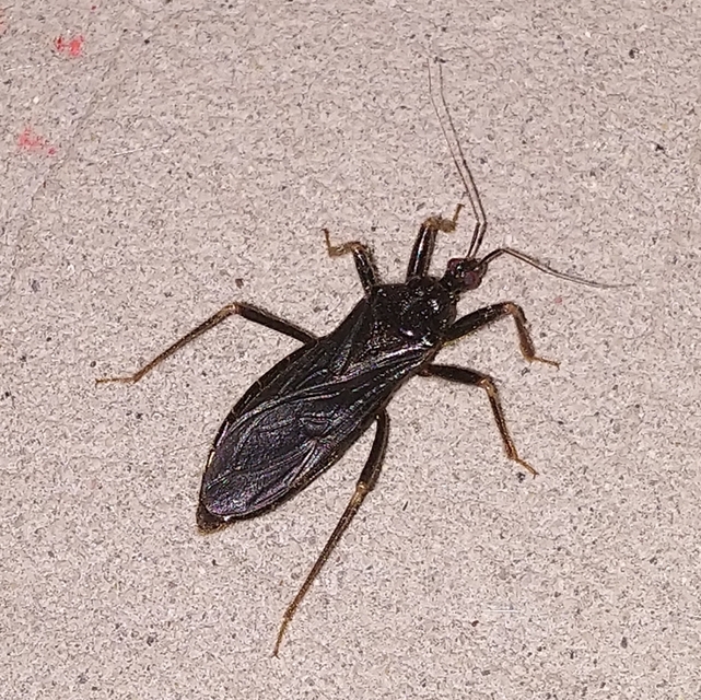 Reduvius personatus - szemetes zugpoloska