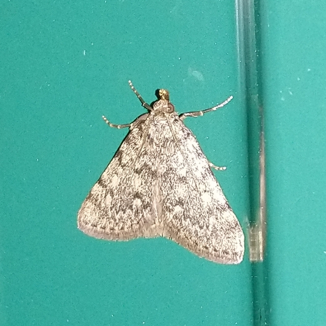Aglossa pinguinalis - zsiradékmoly